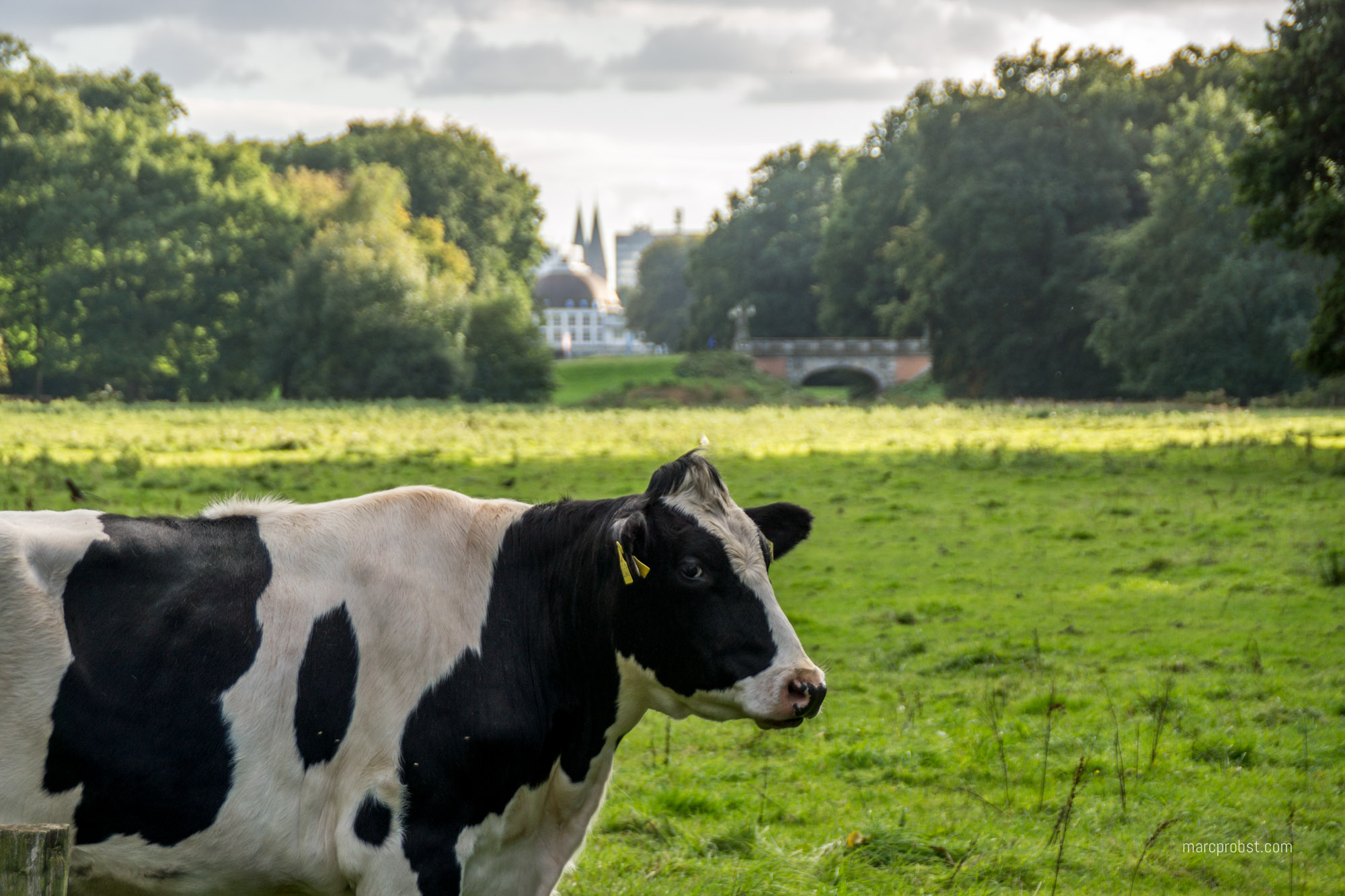 Kuh im Bürgerpark in Bremen