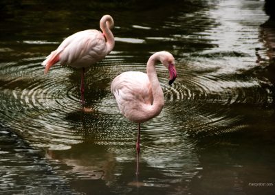 Flamingos in einem Park in Hong Kong