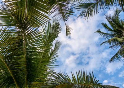 Palmen auf Palawan auf den Philippinen